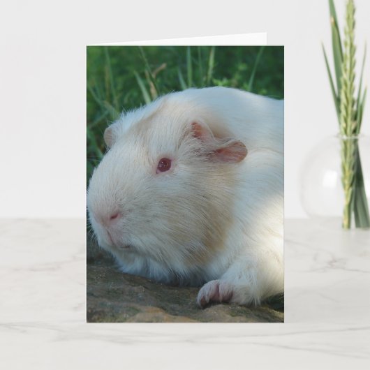 Guinee Pig Kaart (Voorkant)