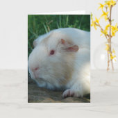 Guinee Pig Kaart (Gele Bloem)