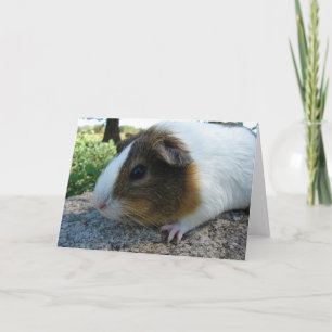 Guinee Pig Kaart