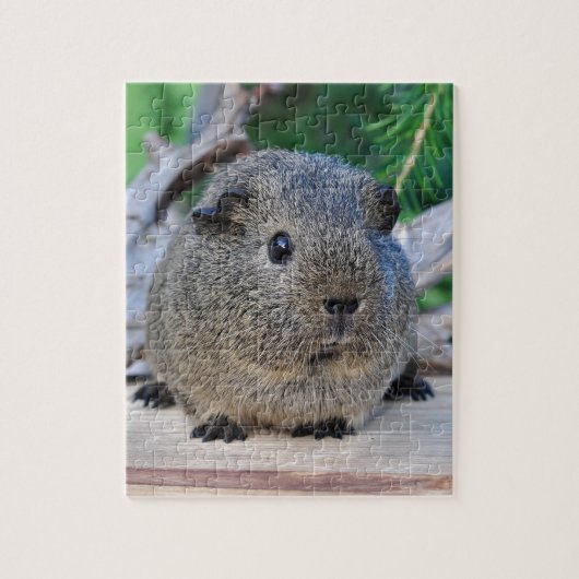 Guinee Pig Legpuzzel (Verticaal)