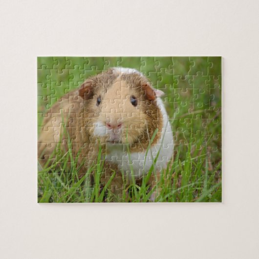 Guinee Pig Legpuzzel (Horizontaal)