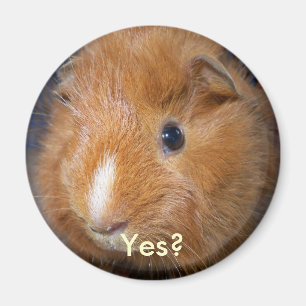 Guinee Pig Magnet Magneet