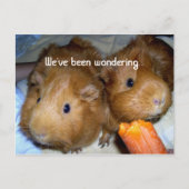 Guinee Pig Miss U Briefkaart (Voorkant)