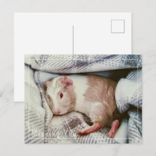 Guinee Pig Missing You Briefkaart Bewerkbaar