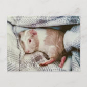 Guinee Pig Missing You Briefkaart Bewerkbaar (Voorkant)
