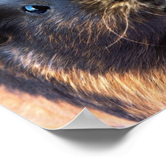 Guinee-Pig Poster (Hoek)