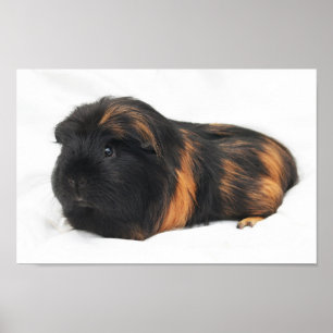 Guinee Pig Poster