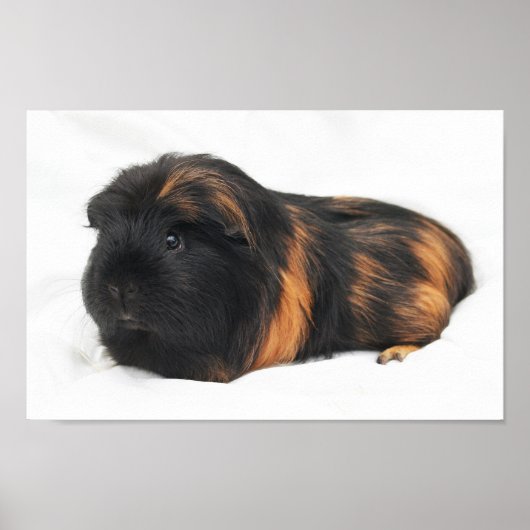 Guinee Pig Poster (Voorkant)