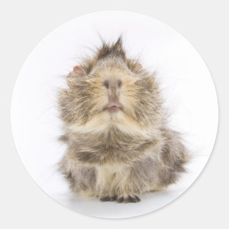 Guinee Pig Ronde Sticker