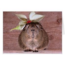 Guinee Pig SweeLieverd