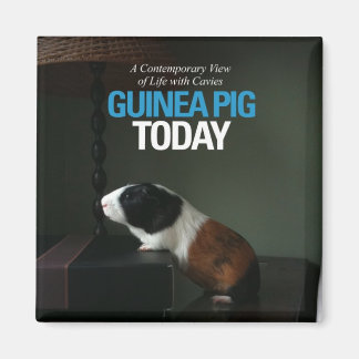 Guinee Pig Vandaag Foto Magneet