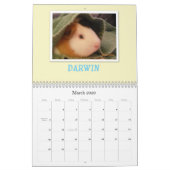 Guinee Pigs 2013 Kalender (Mar 2026)