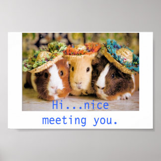 Guinee-varkens Poster