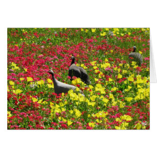 Guinese hennen in wilde bloemen, Lytton Springs, T