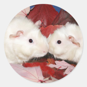 Guinese kus sticker
