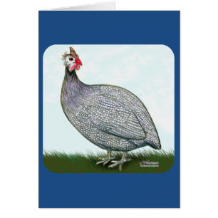 Guinese lavender On Watch