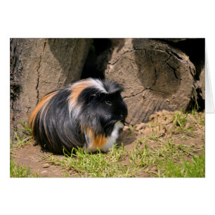 Guinese varken