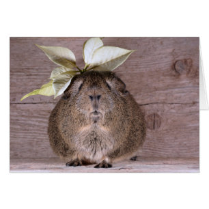 Guinese varken