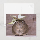 Guinese varken briefkaart (Voorkant / Achterkant)