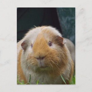Guinese varken briefkaart
