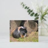 Guinese varken briefkaart (Staand voorkant)