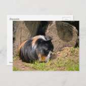 Guinese varken briefkaart (Voorkant / Achterkant)