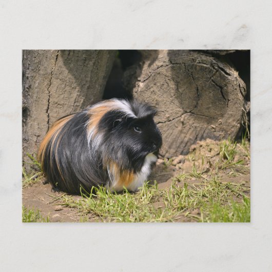 Guinese varken briefkaart (Voorkant)