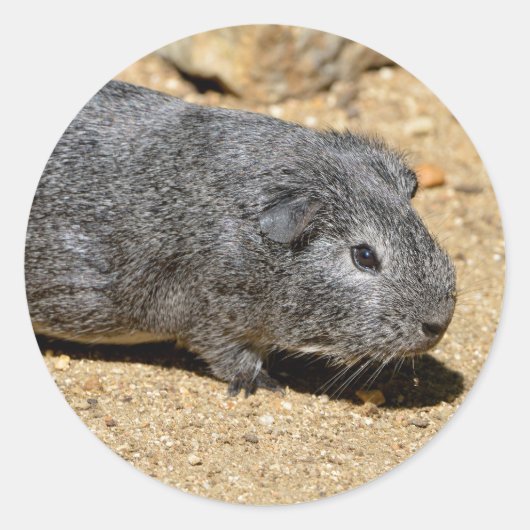 Guinese varken dat op zand loopt ronde sticker (Voorkant)