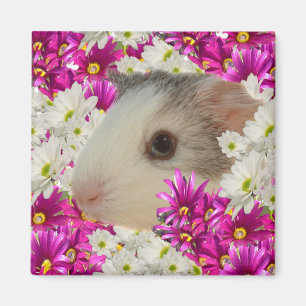 Guinese varken in Daisies, Fridge Magnet Magneet