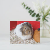 Guinese varken in een kooi briefkaart (Staand voorkant)