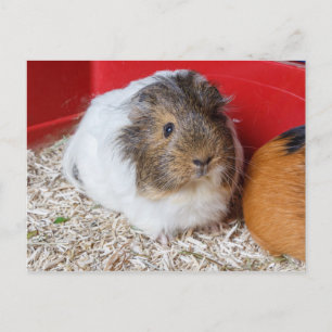 Guinese varken in een kooi briefkaart