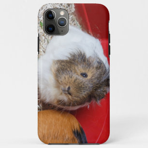 Guinese varken in een kooi iPhone 11 pro max hoesje