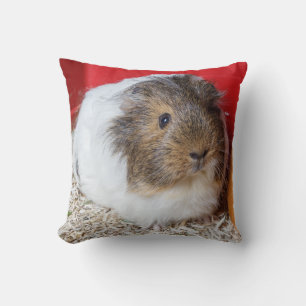 Guinese varken in een kooi kussen