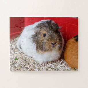 Guinese varken in een kooi legpuzzel