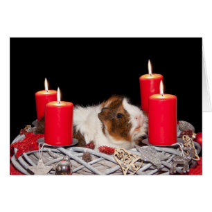 Guinese varken in Wreate kerstkaart