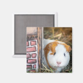 Guinese varken magneet (Voorkant / Achterkant)