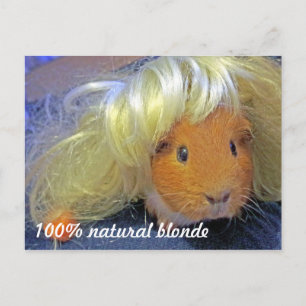 Guinese varken met blonde pruik briefkaart
