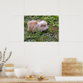Guinese varken met gras poster (Keuken)