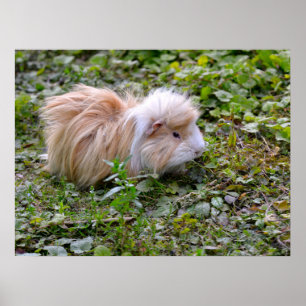 Guinese varken met gras poster