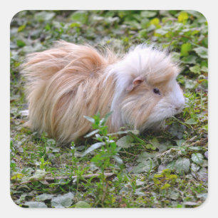 Guinese varken met gras vierkante sticker