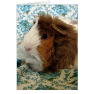 Guinese varken op blauw weefsel