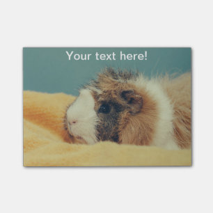 Guinese varken post-it® notes