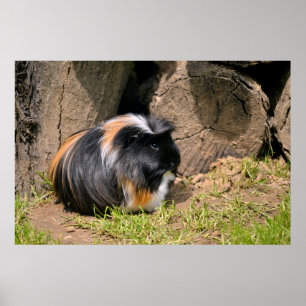 Guinese varken poster