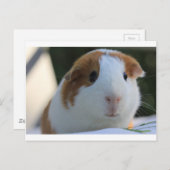 Guinese varkens buiten briefkaart (Voorkant / Achterkant)