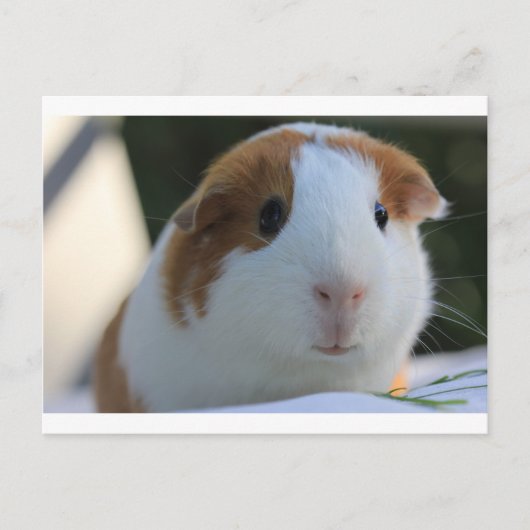 Guinese varkens buiten briefkaart (Voorkant)