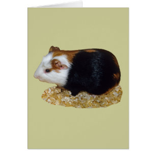 Guinese varkenset