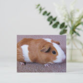 Guinese varkenspostkaart briefkaart (Staand voorkant)