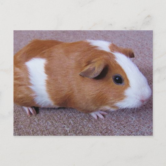Guinese varkenspostkaart briefkaart (Voorkant)