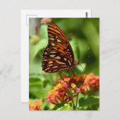 Gulf Fritillary Butterfly Briefkaart (Voorkant / Achterkant)