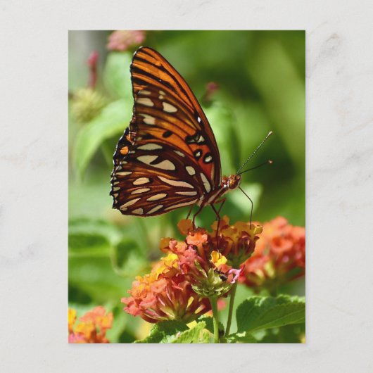 Gulf Fritillary Butterfly Briefkaart (Voorkant)